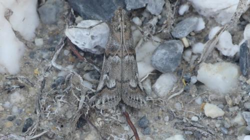 Réf. 361 861 : Pempelia palumbella